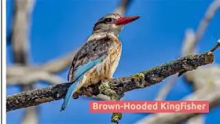 Birds of the overberg