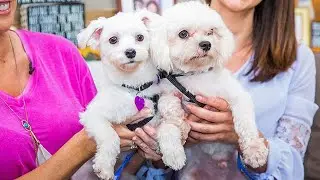 Adoption Ever After - Bleu and Coby - Home & Family
