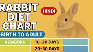 Radha Krishna Pets 🐇 | Cute Rabbit Shorts & Care Tips
