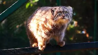[Pallas's cat]Manul walks on a &ldquo;single plank bridge