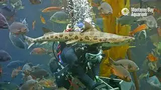 Погрузитесь в водорослевый лес и покормите рыбок! | Домашний аквариум