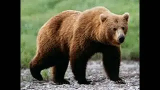 Bear Sound Effects 🐻 🔊