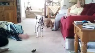 Dalmatian & Labrador play with ball 😍