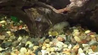 Fan shrimp hidding under a root