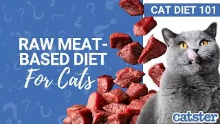 Is RAW Meat And Fish Good For Cats? Vet explains!