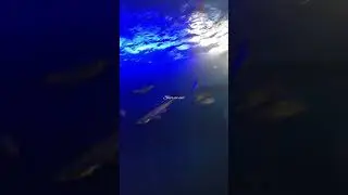 Under water fish tunnel exhibition 🐠#fish #tunnel #exhibition