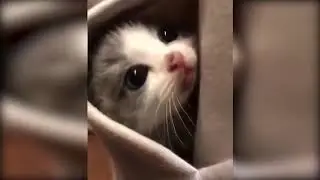 Funny cat fails compilation 2020.Funny Pets Video 2020