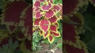 🍁🍁🍁#gardening #plants #leaf #viral #videos