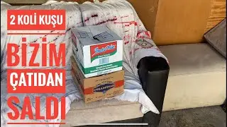 KARDA UÇAN KUŞLARI BİZİM ÇATIMIZDAN SALDI. VİDEO KAYITTAYKEN KAÇAK GELDİ YAKALAYA BİLDİKMİ ??