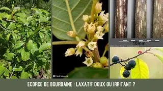 Is alder buckthorn bark a mild or irritating laxative?