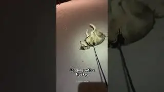German Shepherd vs Husky🤣 Funniest Huskies | Best Videos #husky #doglovers #huskydog #shorts #dog
