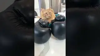 Boxing Cat 🥊