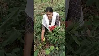 ഇങ്ങനൊരു ഷാംപൂവോ!!😱 shampoo ginger lily #shampoo #plants #shorts