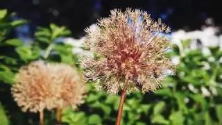 Canon C100 Mk II w/Sigma Art 18-35mm | 4K Footage Test