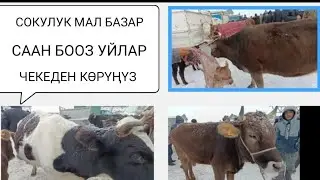 СААН УЙЛАР СОКУЛУК МАЛ БАЗАРЫ 17-ЯНВАРЬ 2026Ж МУЗОЛУУ УЙЛАР 