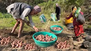 Harvesting and Storing Potatoes | Traditional Lifestyle | Nepali Village