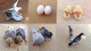 White Pigeon Chicks Growth Day By Day | Pigeon Baby Video | Tafreeh Time