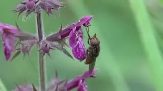 Rhingia campestris