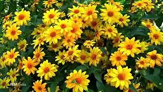 Inspire Relaxing Music | Inspire Music, Soothing Piano music, Yoga Music, Study Music...