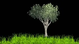 black screen Tree effect video