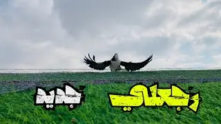 جبت طيرين جداد 🤔 اللي بحزرهم بكون بطل |كتير ناس سالني عن الزاجل اللي رجعلي وين راح 🤔🔥