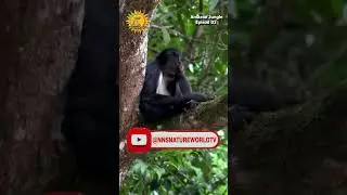 World of Amazon Jungle | Episode 1: The Amazon Rainforest | Free Documentary Nature | #amazonjungle