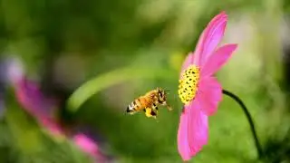 Smart Hive