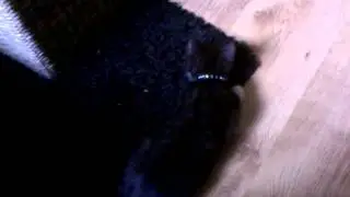 Jamie cat: kitten vs football