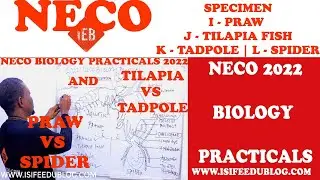 Neco biology Practicals 2022 | Specimen I, J, K and L | Prawn vs Spider | Tilapia Fish vs Tadpole