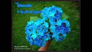 EP159 :ดอกไฮเดรนเยีย Hydrangea  flowers   nylon flower by ployandpoom