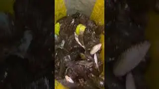 Ito yung huli ko kagabi mga idol nasa 5kilos siguro ito #palakanggubat