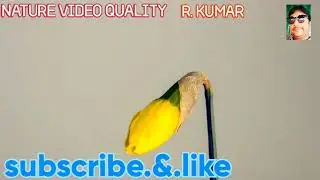 Nature videos all categories 👍&↗️share
