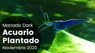 JBL Manado Dark y AquaBasis Plus | Acuario Plantado 91L