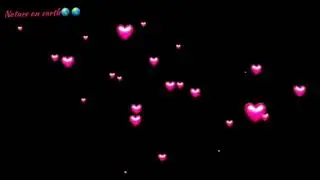 heart fly video footage effect background