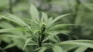 Movemag Marijuana Legalization