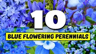 10 Stunning BLUE FLOWERING Perennials You Can Grow Easily! 💙✨