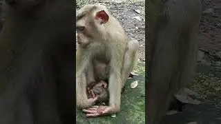 August 21, 2025#animals #monkeysr #babymonkey #cute #monkeymonny #wildlife #babymonky #nature
