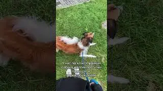 Перезалив с тиктока #borzoi #wolfhound #борзая #собака #рпб #русскаяпсоваяборзая