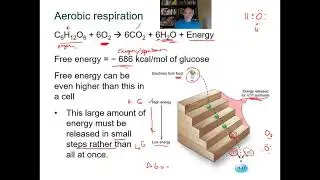 BIOL 1406 Lecture 07 Cell Respiration How Cell Harvest Energy