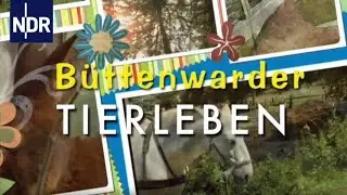 Büttenwarder-Tierleben | Kanarienvogel Pit | Neues aus Büttenwarder | NDR
