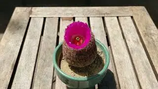 cactus bloom 2022