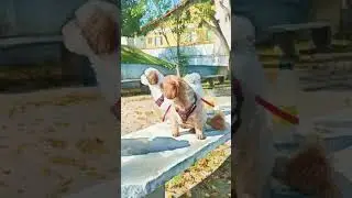 Remix pet