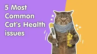The 5 Most Common Cat Health Issues - A Comprehensive Guide