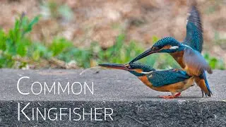 Common Kingfisher mating in the Summer Palace | Birding in China