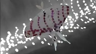 spiderling EP (Full)