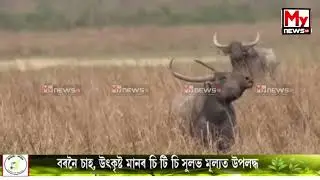 Assam: Youth Killed in Wild Buffalo Attack Sparks Human-Wildlife Conflict Concerns in Jamugurihat