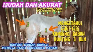 Mengetahui Ciri -ciri Kambing Hamil 3 Bln ‼️ Terbukti Akurat Pemula Pasti Paham