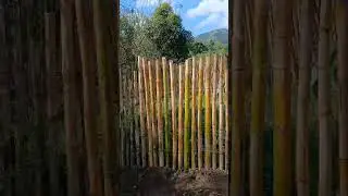 Envesti Ayiti: Elvaj kabrit #goat #farming #agriculture #farm