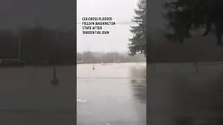Elk cross flooded field in Washington state after torrential rain