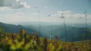 Thin sprouts of grass swaying from the warm wind